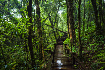 Wooden bridge walkway in to the rain forest at Ang Ka Nature trail in Doi Inthanon Nature Park, Chiang Mai, Thailandの写真素材