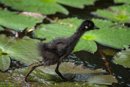 White-breasted Waterhen - Amaurornis phoenicurus waterbird of the rail and crake family, widely distributed across South and Southeast Asiaの写真素材