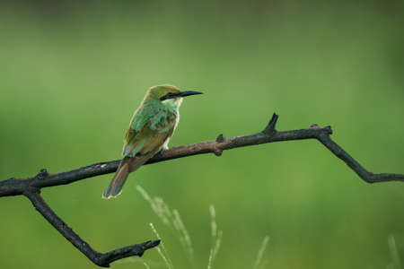 Green Bee-Eater bird perched on a branch waiting for insects to be eaten