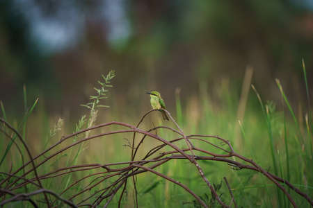 Green Bee-Eater birds perched on a branch  are looking for insects to be eatenの写真素材