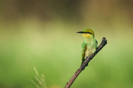 Green Bee-Eater bird perched on a branch waiting for insects to be eatenの写真素材