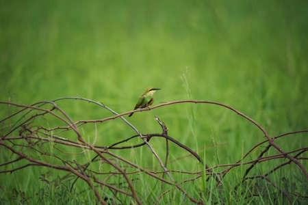 Green Bee-Eater birds perched on a branch  are looking for insects to be eatenの写真素材