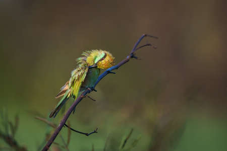 Green Bee-Eater bird perched on a branch waiting for insects to be eatenの写真素材