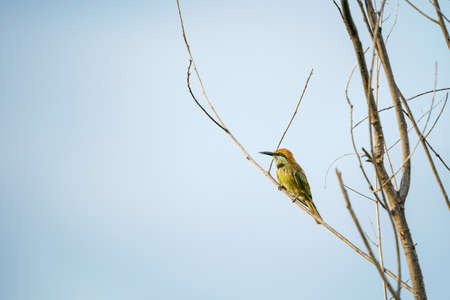 Green Bee-Eater birds perched on a branch  are looking for insects to be eaten