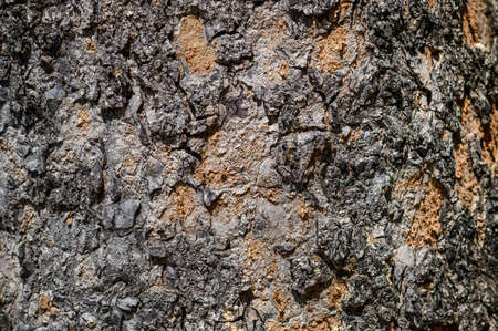 bark texture background, Brown Tree trunk close up