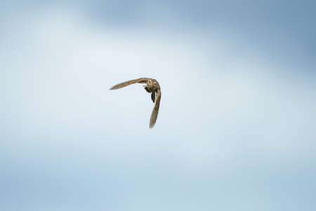 Paddyfield Pipit bird in flight