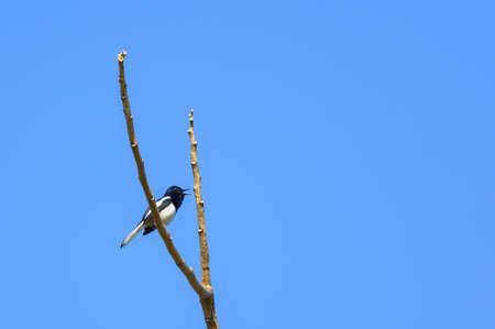 Oriental magpie robin bird perched on a branchの写真素材