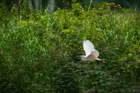 Little Egret, Egretta garzetta bird in flightの写真素材