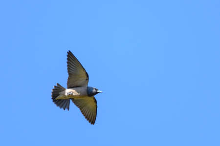 Ashy Woodswallow birds in flight