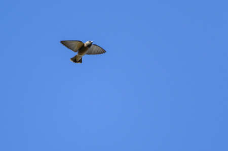 Ashy Woodswallow birds in flight