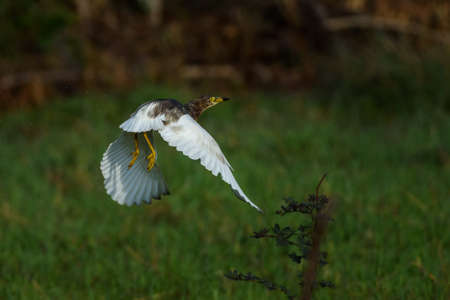 Chinese pond heron bird in flight