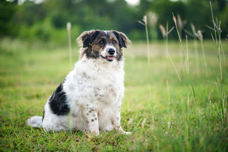 Fat black and white striped dog sitting and resting on grass fieldの写真素材