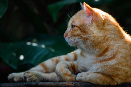 A cat looking with suspicion and cautiousの写真素材