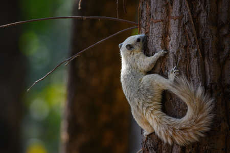 squirrel perched on a tree