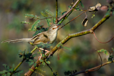 Prinia inornata bird perched on the branchesの写真素材