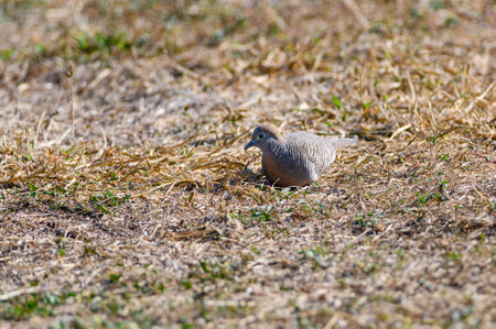 Columbidae bird foraging on grassの写真素材