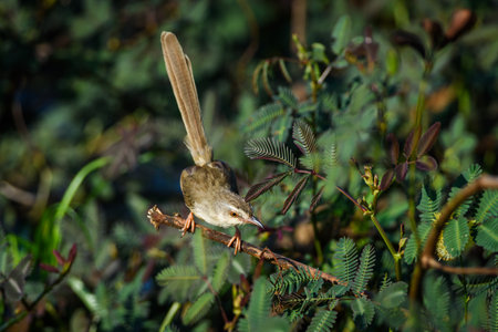 Prinia inornata bird perched on the branchesの写真素材