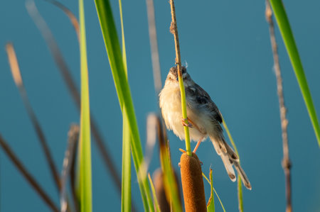 A prinia inornata bird perched on the grass in the evening sunの写真素材