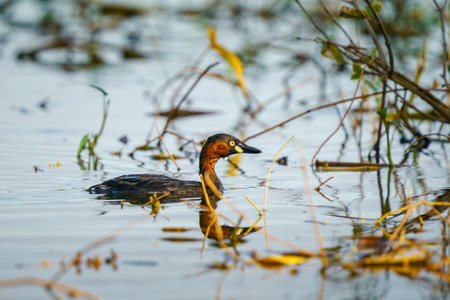 baby bird, Little Grebe, Dabchick bird is swimming in the riverの写真素材