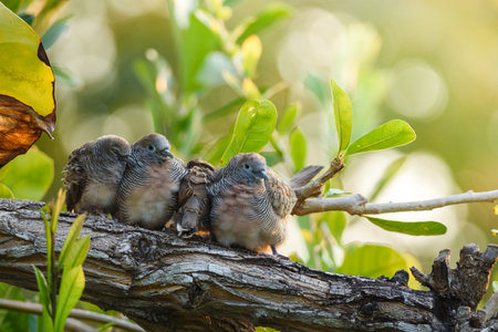 family of Columbidae birds perched on the branches in winterの写真素材