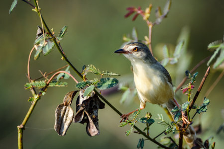 Prinia inornata bird perched on the branchesの写真素材
