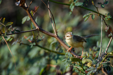 Prinia inornata bird perched on the branchesの写真素材