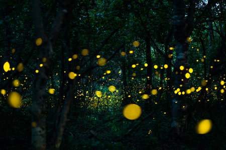 Firefly lightning bug in the rainforest in nighttime, beautiful night in rainy season. yellow light...