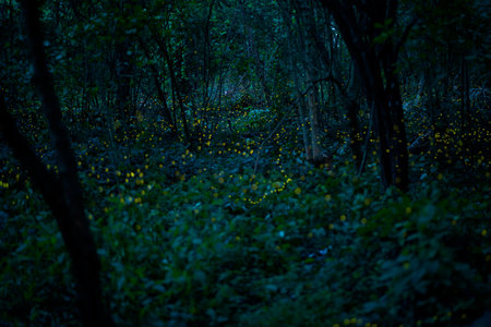 Firefly lightning bug in the rainforest in nighttime, beautiful night in rainy season. yellow light bokehの写真素材