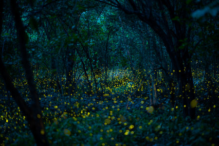 Firefly lightning bug in the rainforest in nighttime, beautiful night in rainy season. yellow light bokehの写真素材