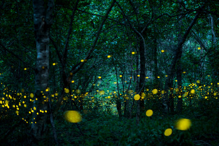 Firefly lightning bug in the rainforest in nighttime, beautiful night in rainy season. yellow light...