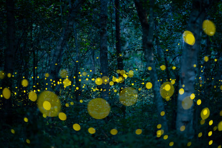 Firefly lightning bug in the rainforest in nighttime, beautiful night in rainy season. yellow light bokehの写真素材