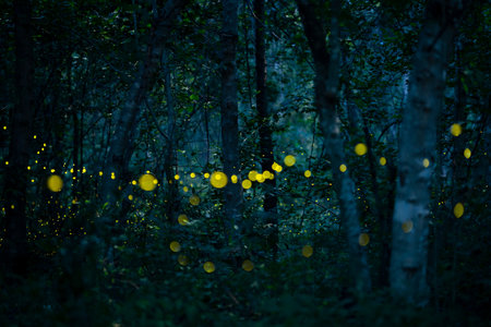Firefly lightning bug in the rainforest in nighttime, beautiful night in rainy season. yellow light bokehの写真素材