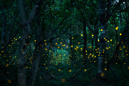 Firefly lightning bug in the rainforest in nighttime, beautiful night in rainy season. yellow light bokehの写真素材