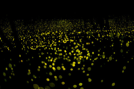 Yellow light bokeh of Firefly lightning bug on black background for graphic designの写真素材