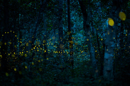 Firefly lightning bug in the rainforest in nighttime, beautiful night in rainy season. yellow light bokehの写真素材