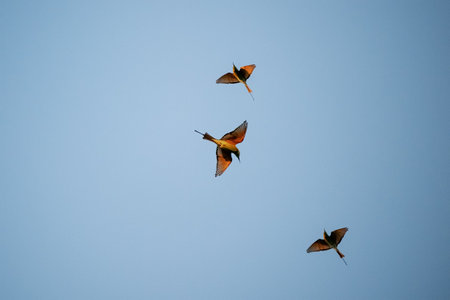 Green Bee-Eater birds flying  are looking for insects to be eatenの写真素材