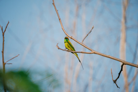 Green Bee-Eater birds perched on a branch  are looking for insects to be eatenの写真素材
