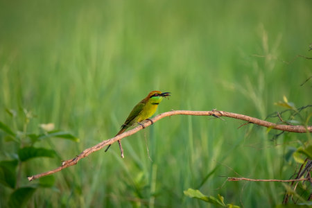 Green Bee-Eater birds perched on a branch  are looking for insects to be eaten