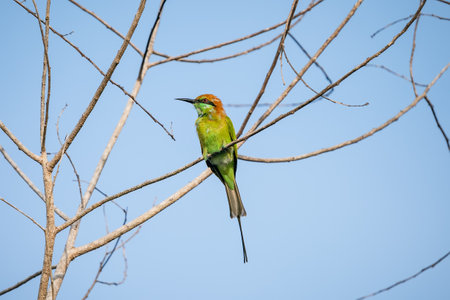 Green Bee-Eater birds perched on a branch  are looking for insects to be eaten