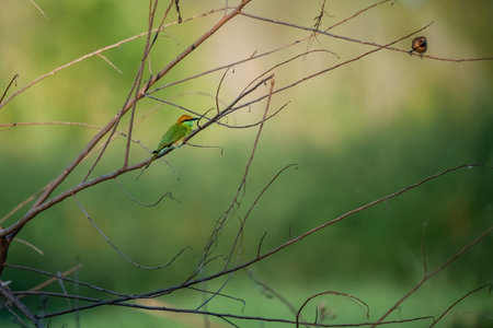 Green Bee-Eater birds perched on a branch  are looking for insects to be eatenの写真素材