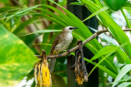 Yellow-vented Bulbul bird perched on the branchesの写真素材
