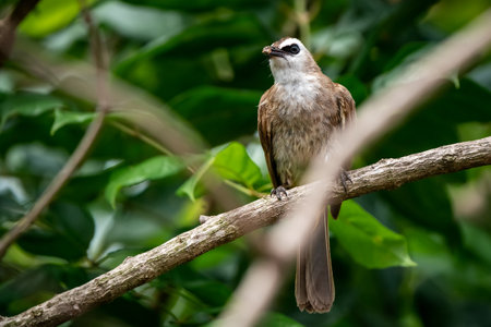 Yellow-vented Bulbul bird perched on the branchesの写真素材