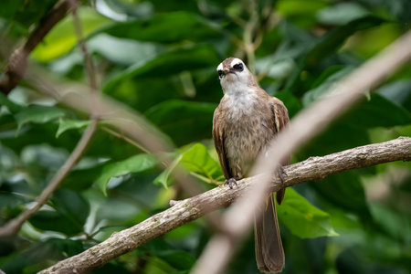 Yellow-vented Bulbul bird perched on the branchesの写真素材
