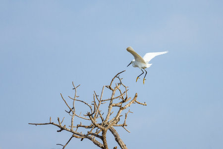 The Intermediate Egret bird bird in flightの写真素材