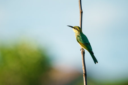 Green Bee-Eater bird perched on a branch waiting for insects to be eatenの写真素材