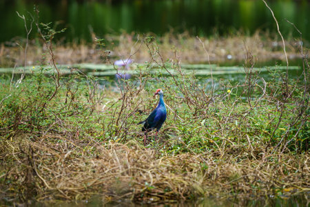 Purple Swamphen bird looking for food in the swampの写真素材