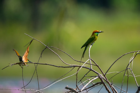 Green Bee-eater Birds perched on branches, Colorful insectivorous birdsの写真素材