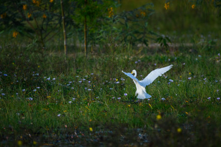 The Intermediate Egret bird is looking for food in the riverの写真素材