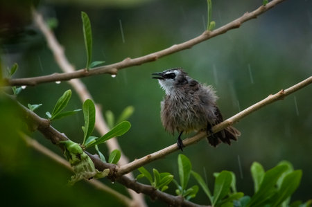 Yellow-vented Bulbul, Pycnonotus goiavierの写真素材
