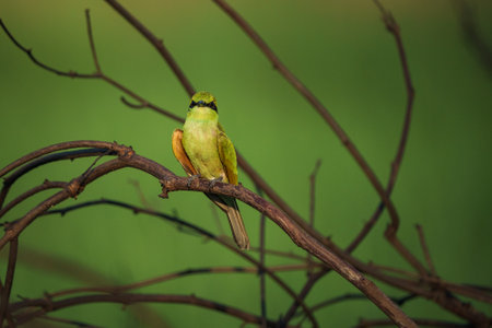 Green Bee-Eater birds perched on a branch  are looking for insects to be eatenの写真素材
